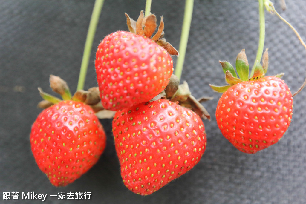 【 大湖 】阿雪高架草莓園